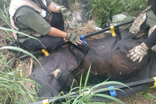 Rescatan a oso visto en plaza comercial de San Pedro