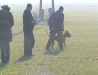 MECBERGER Elvi-IPO-Fährte