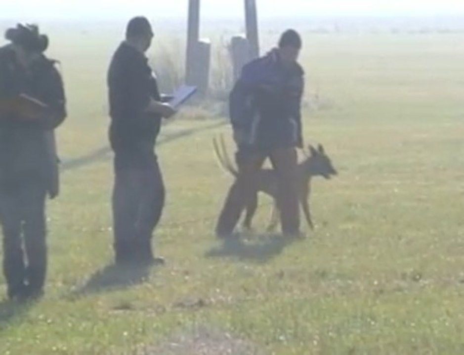 MECBERGER Elvi-IPO-Fährte