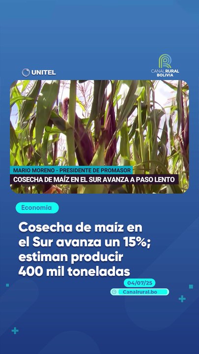 Cosecha de maíz en el Sur avanza un 15%; estiman producir 400 mil toneladas