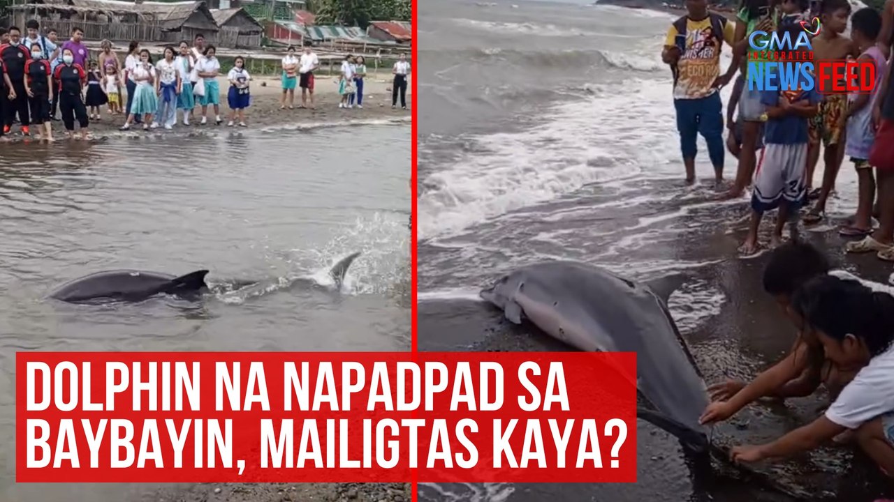 Dolphin na napadpad sa baybayin, mailigtas kaya? | GMA Integrated Newsfeed