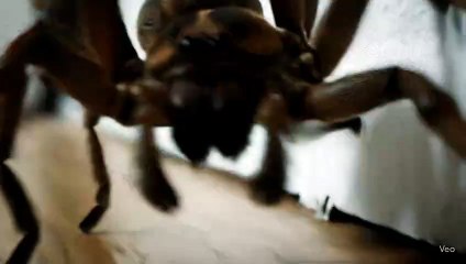 Spider Walks Towards You! #ai #spider