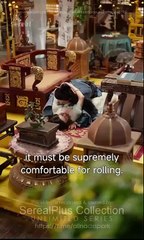 PRINCE'S RULES BROKEN . FULL MOVIES ENGLISH SUB