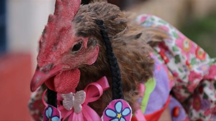Un concurso en Honduras premia a las gallinas… ¡mejor vestidas!