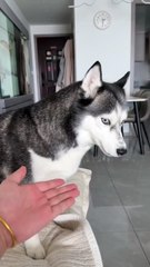 Husky doesn't shake hands 🐶💞