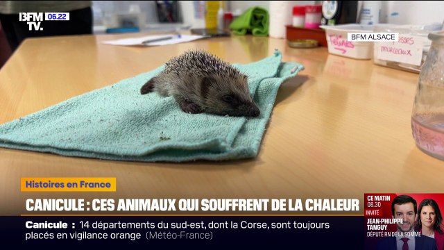 Oiseaux, bébés hérissons... Ce centre de soins en Alsace a accueilli et soigné 66 animaux pendant la canicule