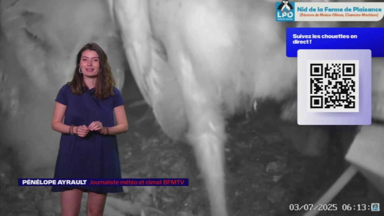 LES NUITS DE LA CHOUETTE - Le hibou des marais, un rapace menacé