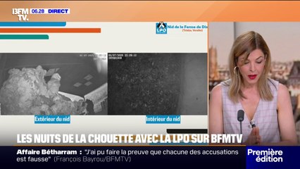 LES NUITS DE LA CHOUETTE - Les chouettons continuent de grandir et se montrent intéressés par... les caméras de la LPO