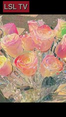 🌹 Title :” Roses in Bloom – Nature’s Purest Expression of Love” P2