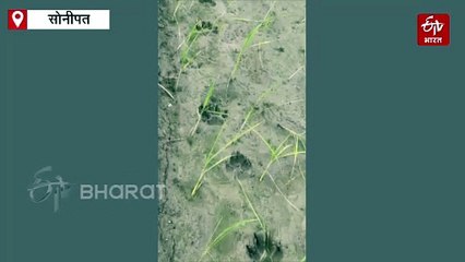 सोनीपत में दिखा तेंदुआ, मचा हड़कंप, खौफ में ग्रामीण, प्रशासन अलर्ट