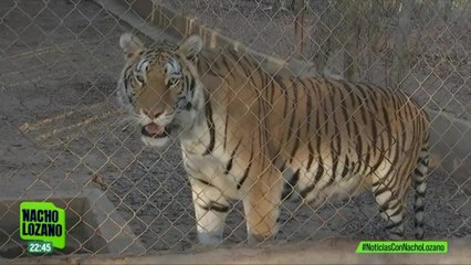 Violencia y calor complican traslado de animales del santuario Ostok en Sinaloa