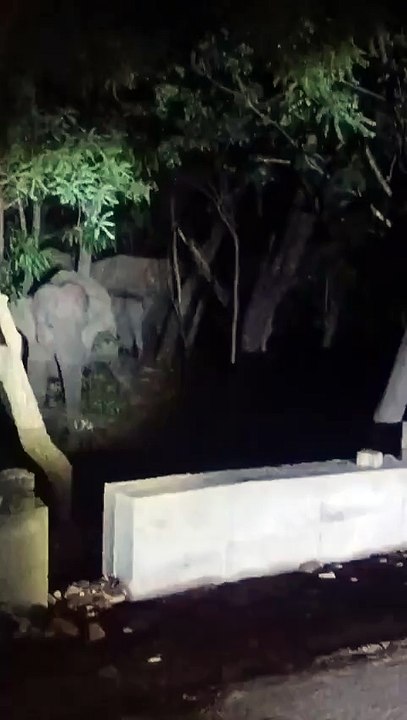 #Tirumala---  Elephant herd halts traffic on Tirumala Ghat Road  #Traffic came to a halt near the 7th mile on #Tirumala down #ghatroad as elephants crossed the way.  Forest staff guided them back into the wild while #vigilance teams cleared the jam.  #Tir