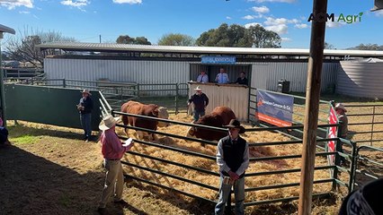 Barana Simmental and Angus bull sale