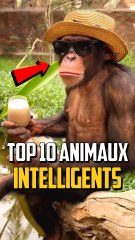 TOP 10 DES ANIMAUX LES PLUS INTELLIGENTS !