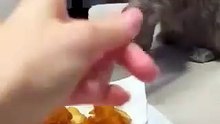 Caught in the Act: Funniest Cat Tries to Steal Our Food! 🍽️😼 #shorts
