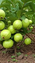 🌿Grow Guava Tree Faster with These Simple Tips! #guava #fruittree