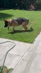 German Shepherd having fun with the garden hose