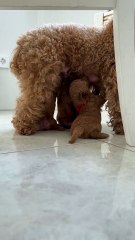 Close up of Dog Mom Feeding Puppies🥰