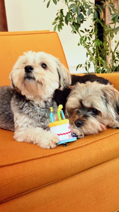 Dogs on a Sofa celebrate birthday 🥰