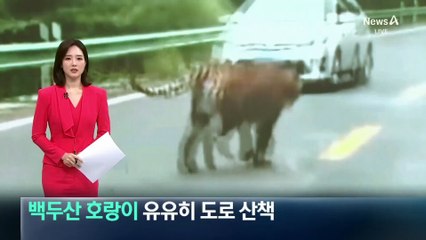 야생 백두산 호랑이, 유유히 도로 산책