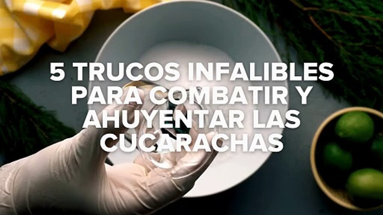 5 trucos infalibles para combatir y ahuyentar las cucarachas