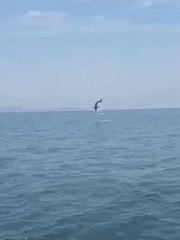 Shark puts on an acrobatic display