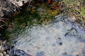 Bu suyla egzamaya şifa arıyorlar! Kimi yıkanıyor kimi şişelere dolduruyor