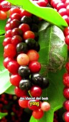 manfaat dan khasiat dari buah yang jarang dikenal banyak orang