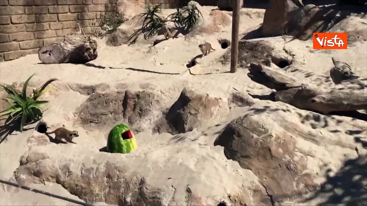 Ghiaccioli di frutta per gli animali del Bioparco di Roma contro il caldo, ecco i suricati
