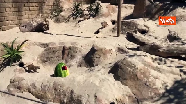 Ghiaccioli di frutta per gli animali del Bioparco di Roma contro il caldo, ecco i suricati