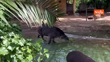 Ghiaccioli di frutta per gli animali del Bioparco di Roma contro il caldo, ecco tapiri e capibara