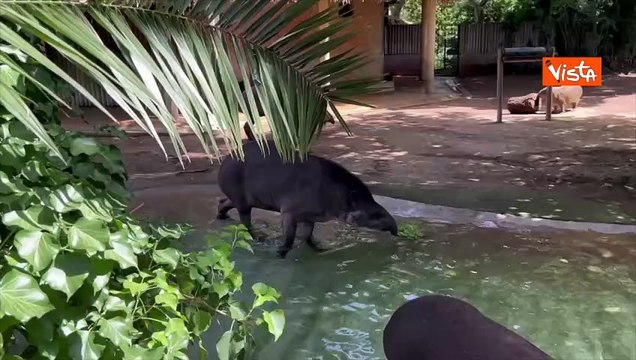 Ghiaccioli di frutta per gli animali del Bioparco di Roma contro il caldo, ecco tapiri e capibara