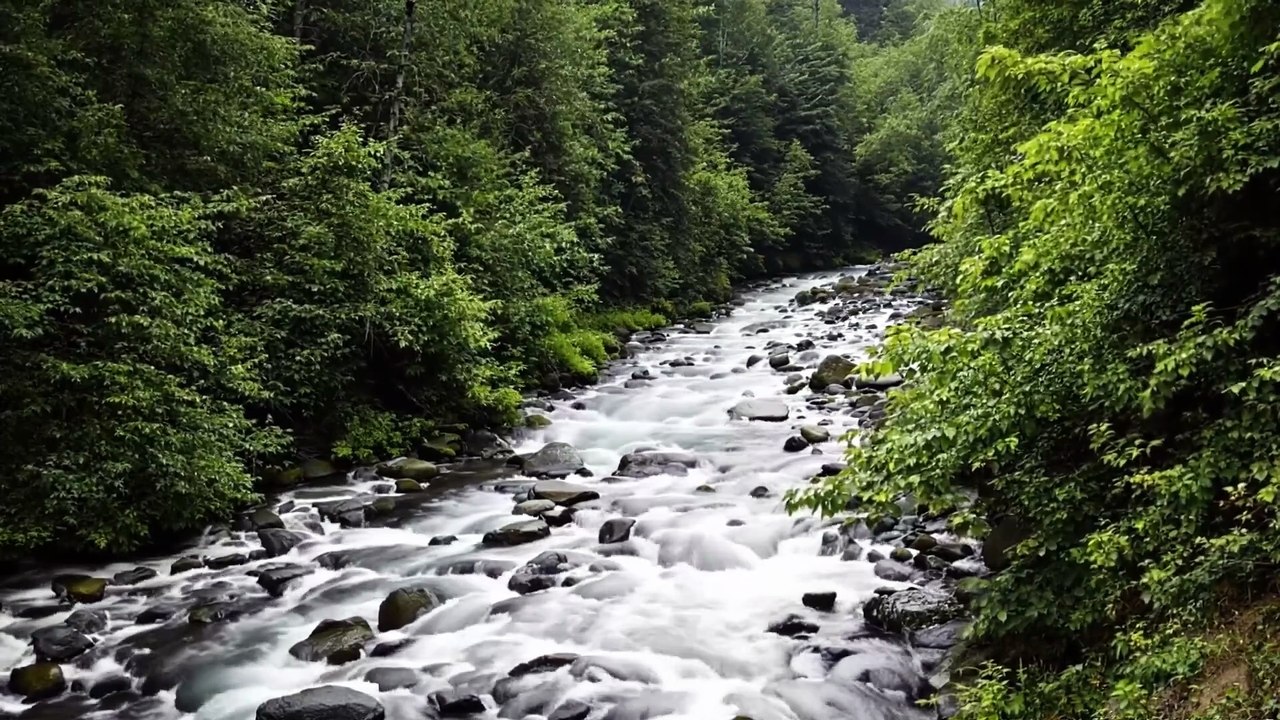 ASMR Relaxing Fast Flowing River Sounds in The Forest for Sleep and Stress Relief