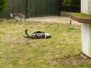 Quels joueurs ces chats