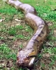 Ce paresseux qui n'a pas peur des anacondas