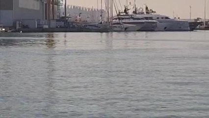 Viareggio, un delfino nuota di fronte al porto tra le imbarcazioni