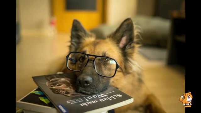 Introduction Of New Dog To Existing Pets _ V17 _ Cute Dog Videos _ Dogs _ Dog _ Cute Dogs _ Mr Dog