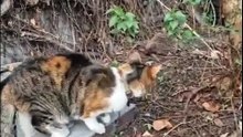 Surprised Cat vs Hedgehog – Who’s More Surprised? 😲🦔🐱 #shorts