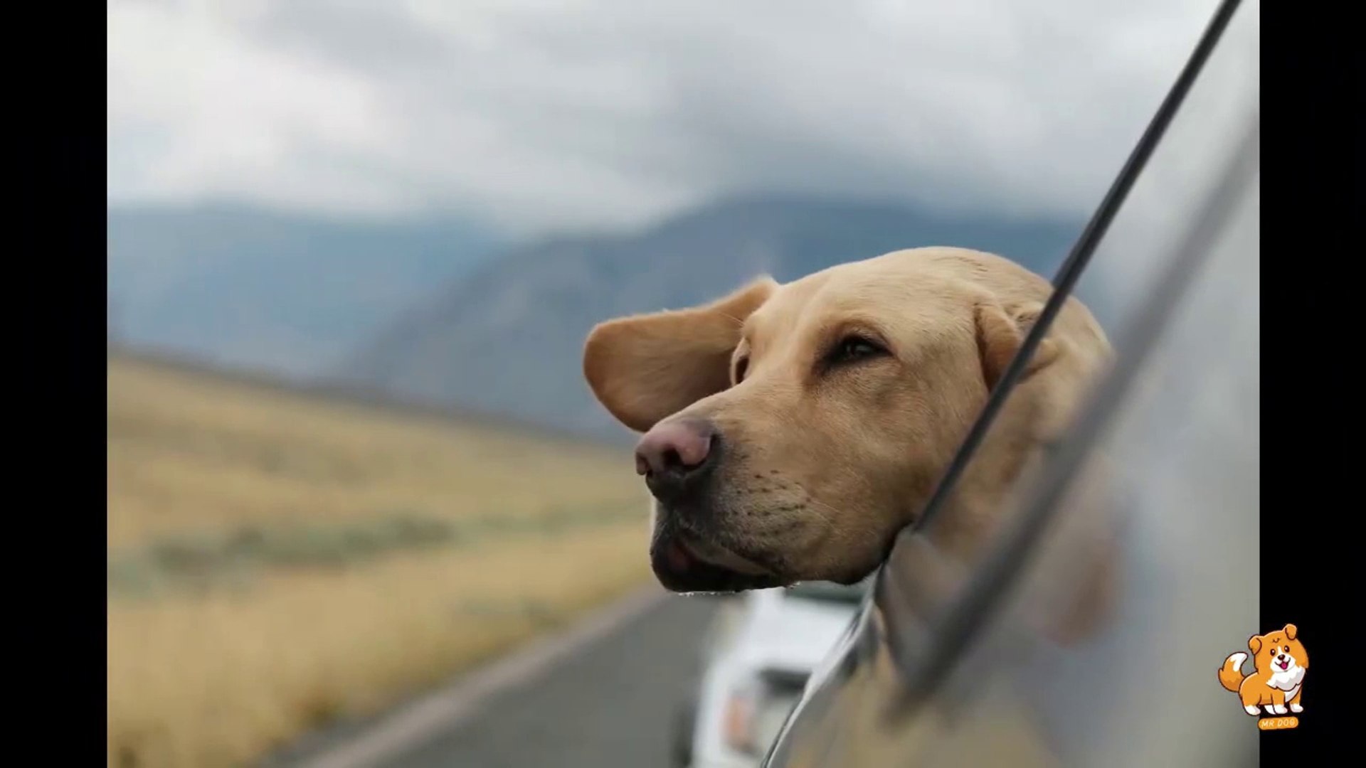 ⁣Understanding & Preventing Dog Bites _ V18 _ Cute Dog Videos _ Dogs _ Dog _ Cute Dogs _ Mr Dog