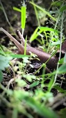 BEKICOT | SNAIL