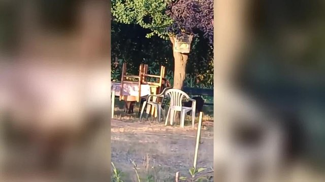 Cinghiali a Mirafiori, orti urbani danneggiati. La protesta dei residenti