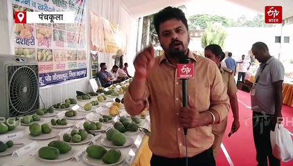 पंचकूला के पिंजौर गार्डन में 'गुल पनाग' और 'मोदी' की धूम, लोगों ने मल्लिका और हुस्नआरा समेत किया आम की 500 किस्मों का दिदार