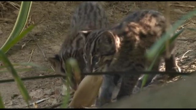 Gattini pescatori nati in Francia, evento eccezionale per una specie a rischio