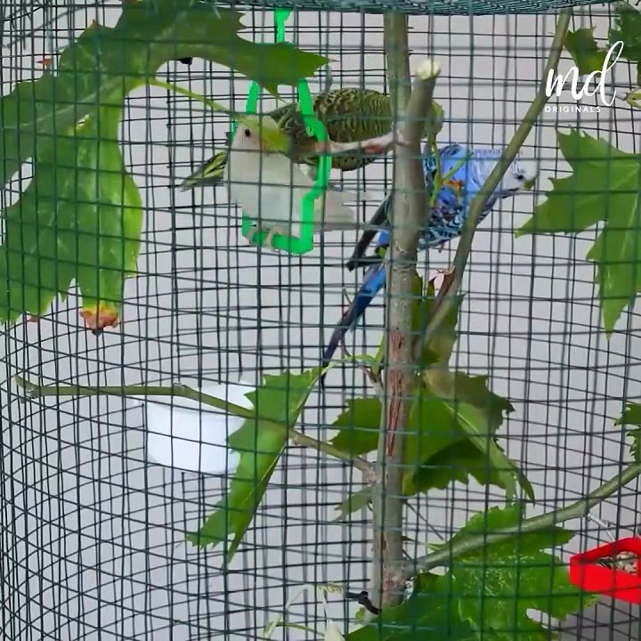 Look at this amazing bird craft haven!