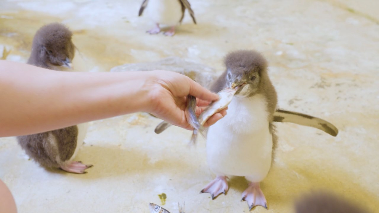 12 Felsenpinguin-Küken geschlüpft