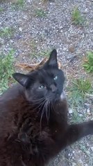 Unexpected Visitor: Polyphemus Moth Lands on Cat’s Head 🦋