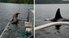 Sea Lion Tries to Escape Orcas by Jumping Onto Boat — Video Goes Viral