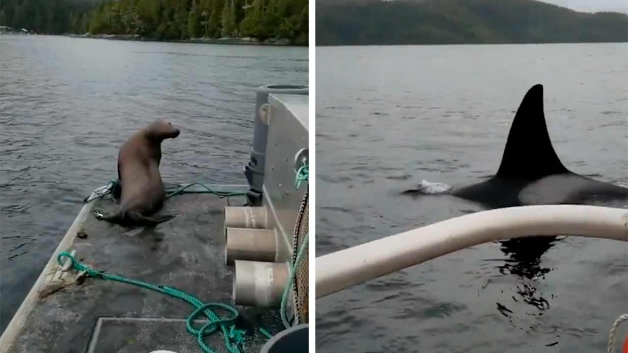 Sea Lion Tries to Escape Orcas by Jumping Onto Boat — Video Goes Viral