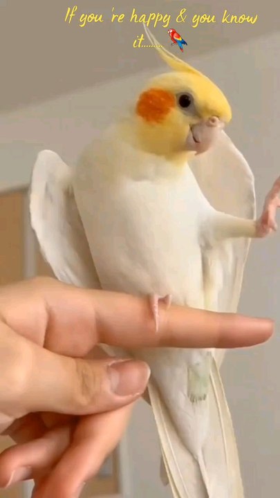 parrot lovers