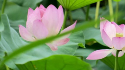 [영상] 폭염 속 전주 덕진공원 연꽃은 절정! / YTN